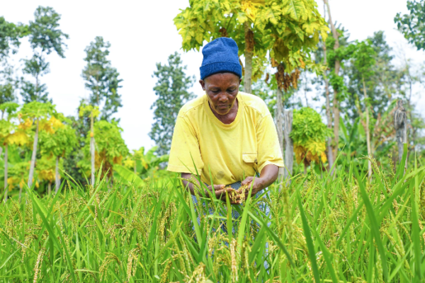 Training consultancy for Kilimo Trust Tanzania Staff Forum